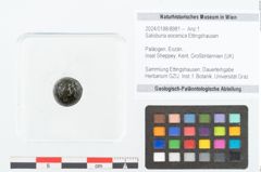 Foto (Objekt + Etikett) von Salisburia eocenica Ettingshausen (NHMW-GEO-2024-0188-8981)